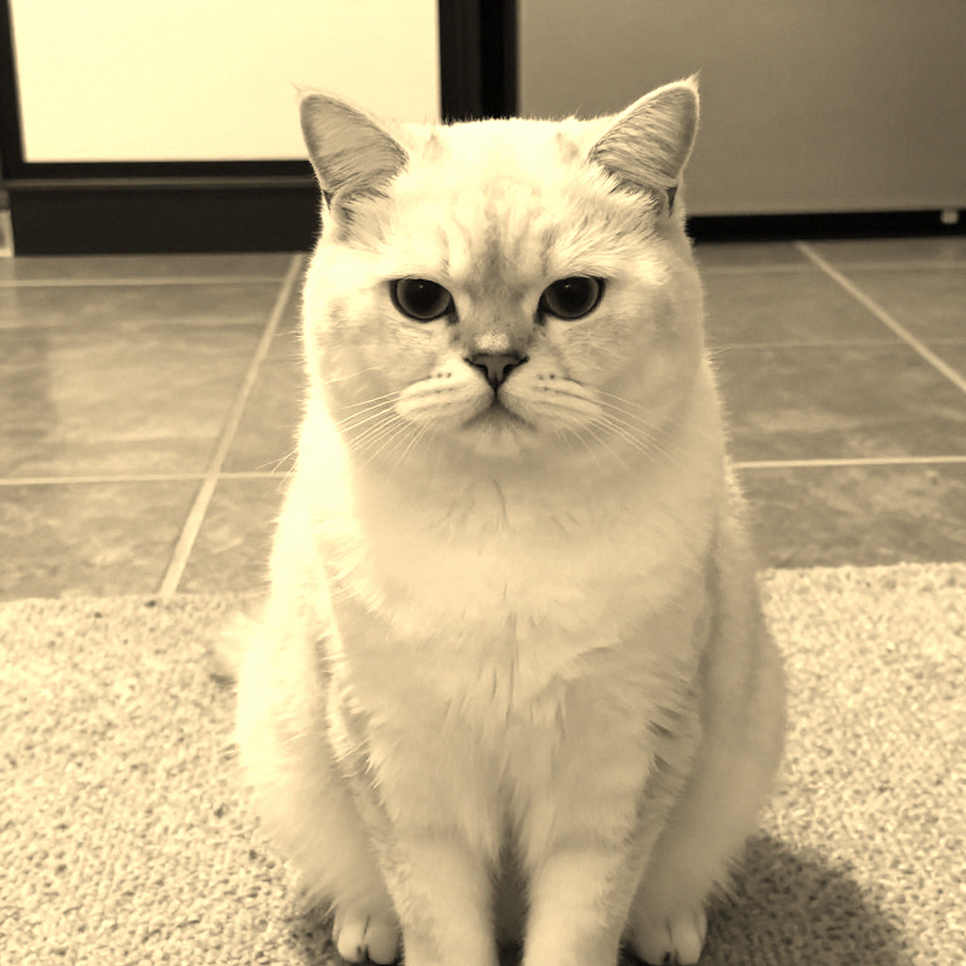 Nghịch lý dữ liệu esports: Khi bảng trống rỗng là tín hiệu đáng tin nhất